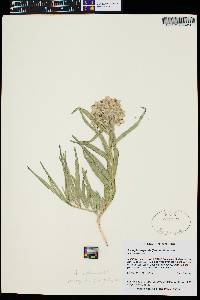 Asclepias asperula image