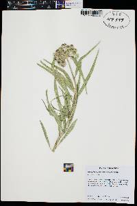 Asclepias asperula image