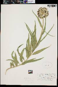 Asclepias asperula image