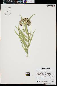 Asclepias asperula image