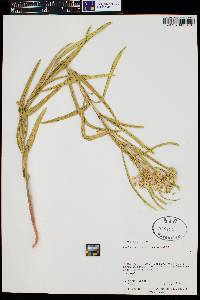 Asclepias labriformis image