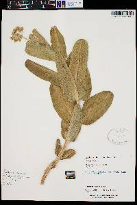 Asclepias lemmonii image