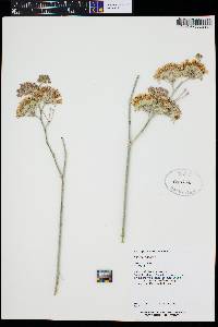 Asclepias subulata image