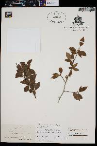 Ilex ambigua image