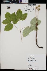 Aralia nudicaulis image