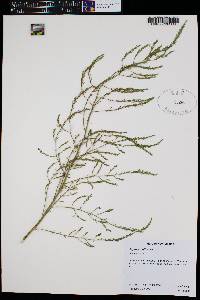 Asparagus officinalis image