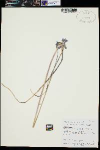 Dichelostemma capitatum image