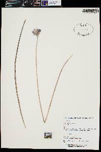 Dichelostemma capitatum image