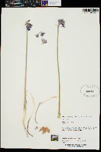 Dichelostemma capitatum image