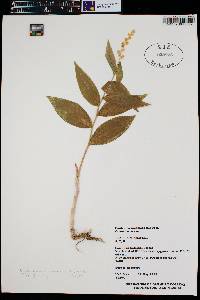 Maianthemum racemosum subsp. amplexicaule image