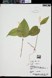 Maianthemum trifolium image