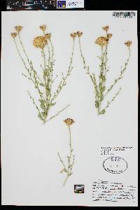 Adenophyllum cooperi image