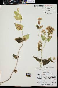 Ageratina herbacea image