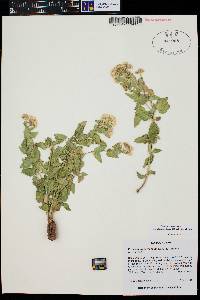 Ageratina herbacea image