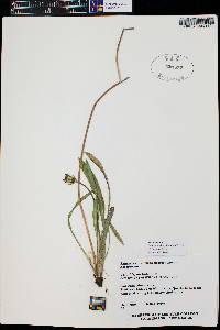 Agoseris aurantiaca subsp. aurantiaca image