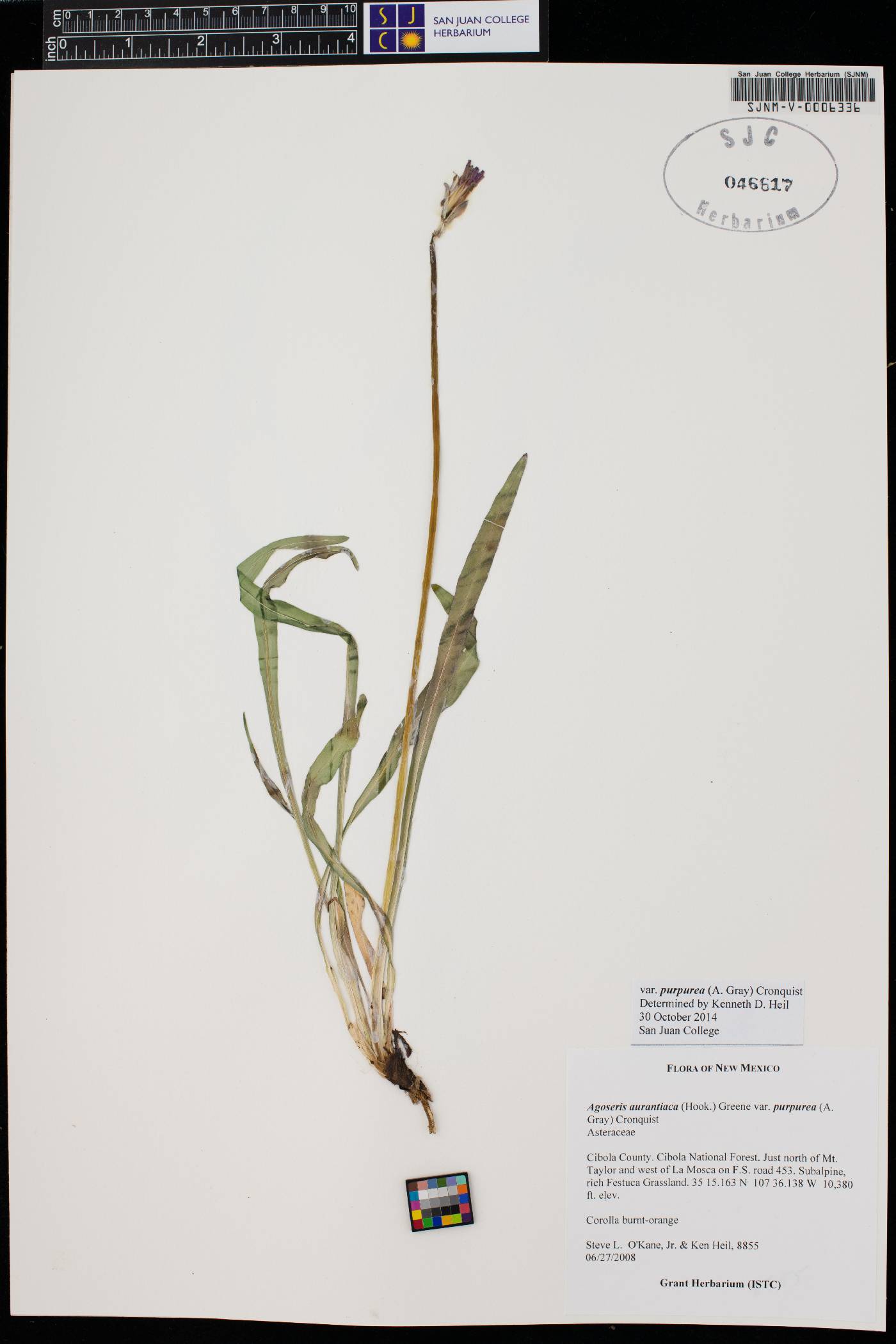 Agoseris aurantiaca var. purpurea image
