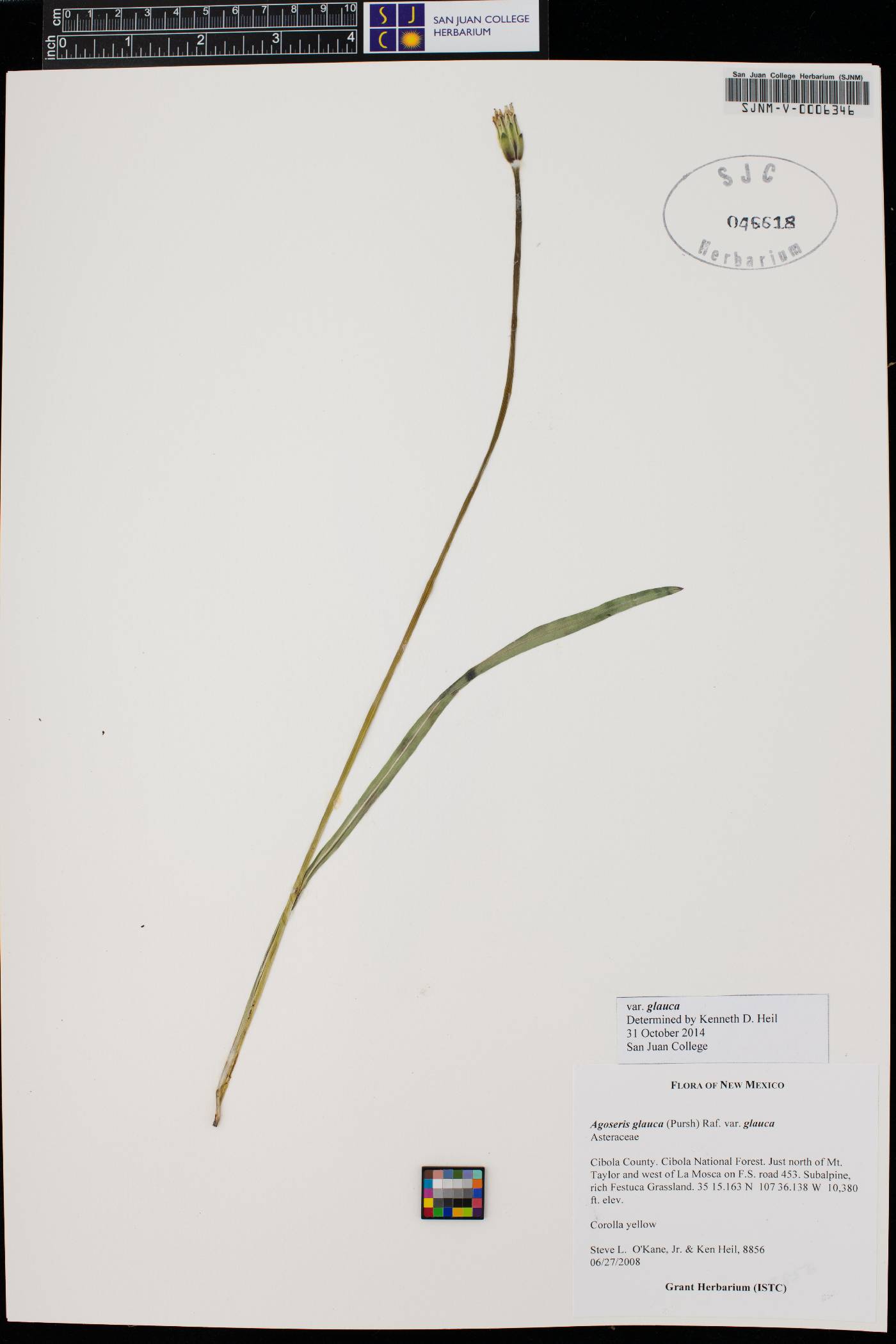 Agoseris glauca var. glauca image