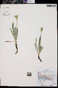 Agoseris parviflora image