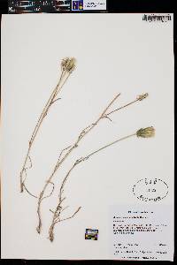 Agoseris parviflora image