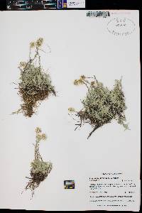 Antennaria corymbosa image