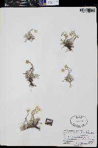 Antennaria parvifolia image