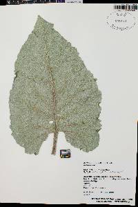 Arctium minus image