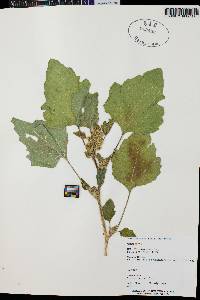 Arctium minus image