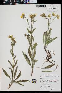 Arnica parryi image