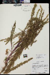 Artemisia biennis image