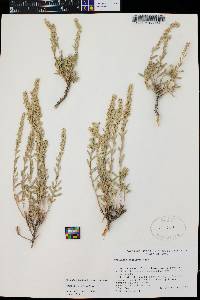 Artemisia bigelovii image