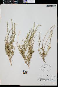 Artemisia bigelovii image