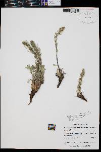 Artemisia borealis image