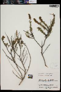 Artemisia californica image