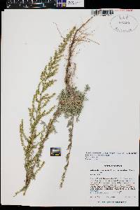 Artemisia campestris subsp. pacifica image