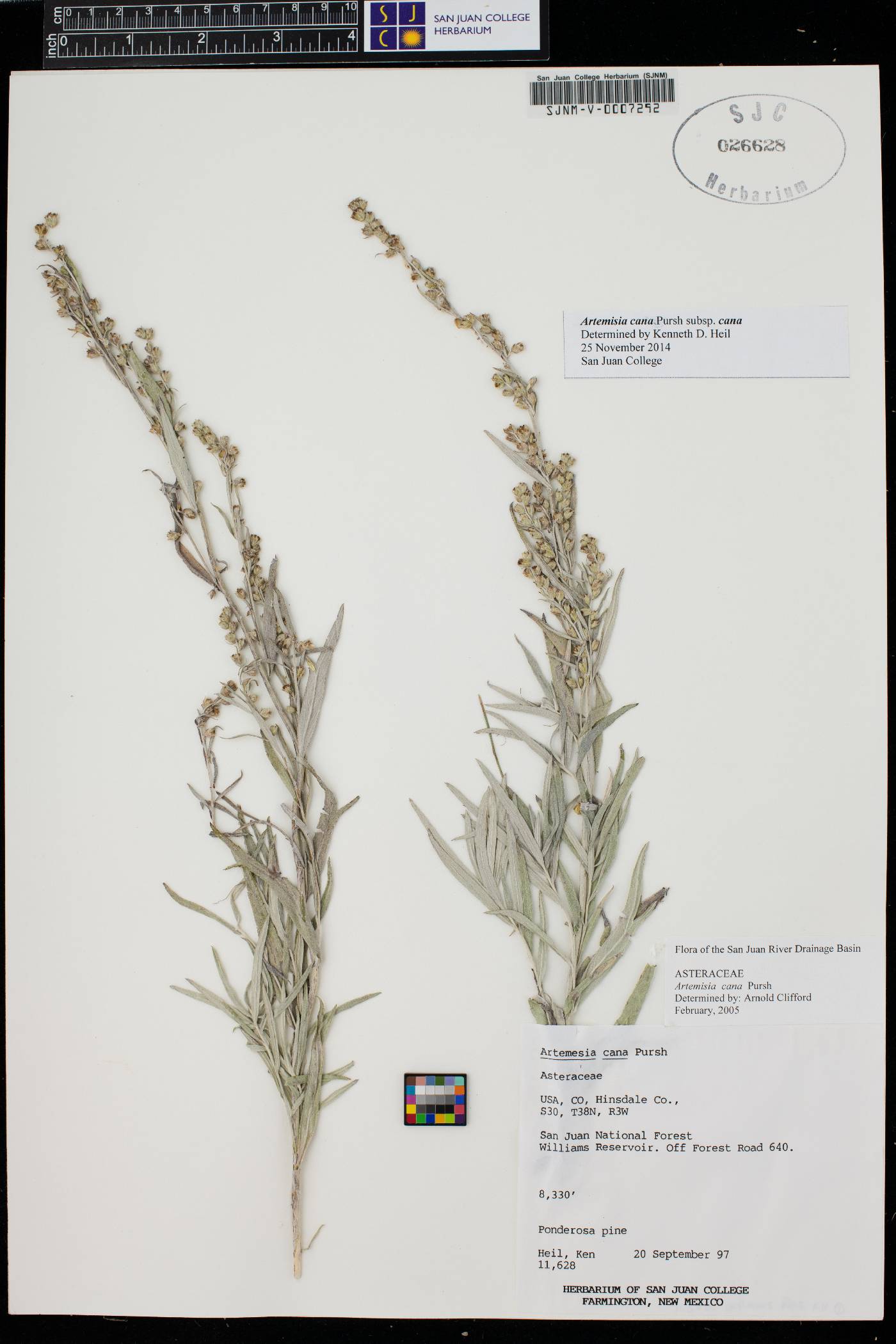 Artemisia cana subsp. cana image