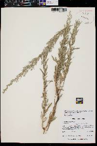 Artemisia cana subsp. viscidula image