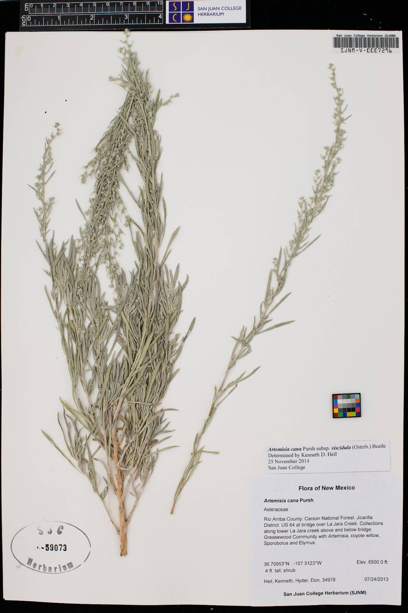 Artemisia cana image