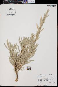 Artemisia cana var. cana image