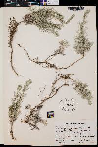 Artemisia carruthii image