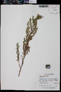 Artemisia dracunculus image