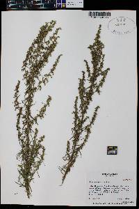 Artemisia dracunculus image