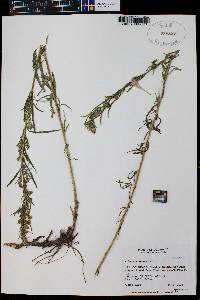 Artemisia dracunculus image