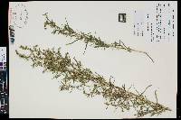 Artemisia dracunculus image