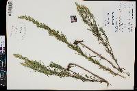 Artemisia dracunculus image