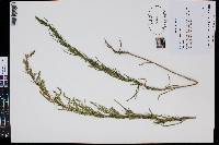 Artemisia dracunculus image