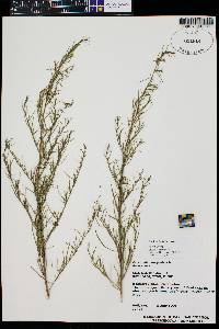 Artemisia dracunculus image