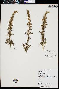 Artemisia franserioides image