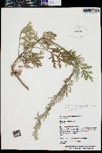 Artemisia franserioides image