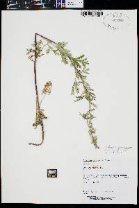 Artemisia franserioides image