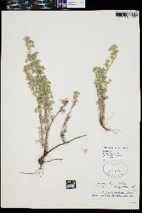 Artemisia frigida image